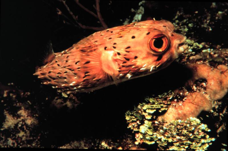 Spiny Puffer (Diodon holocanthus) {!--가시복-->; DISPLAY FULL IMAGE.