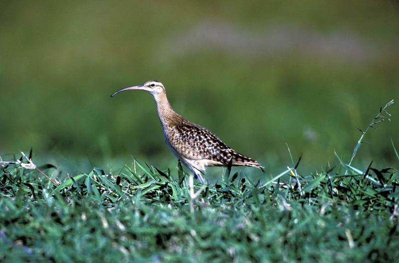 Bristle-thighed Curlew (Numenius tahitiensis) {!--타히티중부리도요-->; DISPLAY FULL IMAGE.