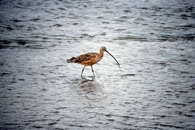 Long-billed Curlew (Numenius americanus) {!--긴부리마도요-->; DISPLAY FULL IMAGE.