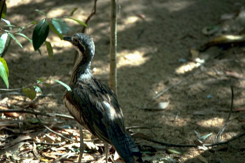 Stone Curlew (Burhinus oedicnemus) {!--돌물떼새(호주)-->; DISPLAY FULL IMAGE.