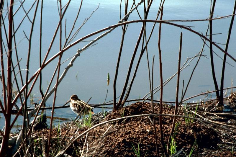 Common Snipe (Gallinago gallinago) {!--꺅도요-->; DISPLAY FULL IMAGE.