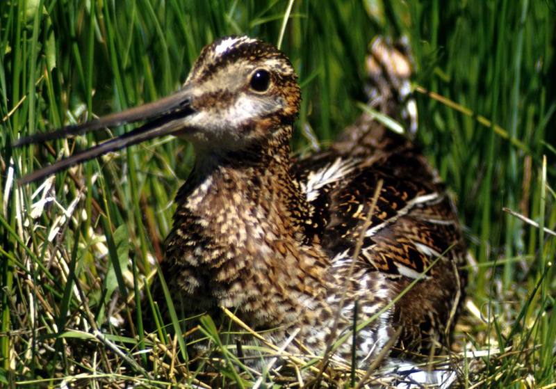 Common Snipe (Gallinago gallinago) {!--꺅도요-->; DISPLAY FULL IMAGE.