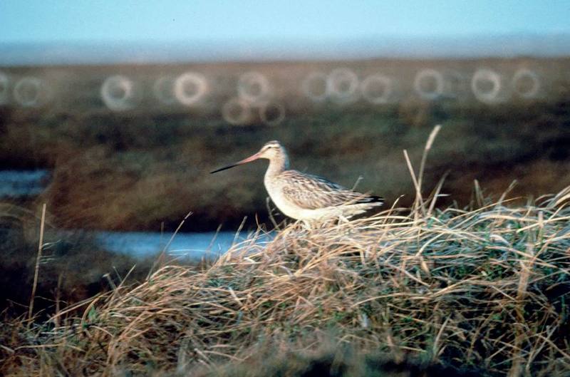 Bar-tailed Godwit (Limosa lapponica) {!--큰뒷부리도요-->; DISPLAY FULL IMAGE.