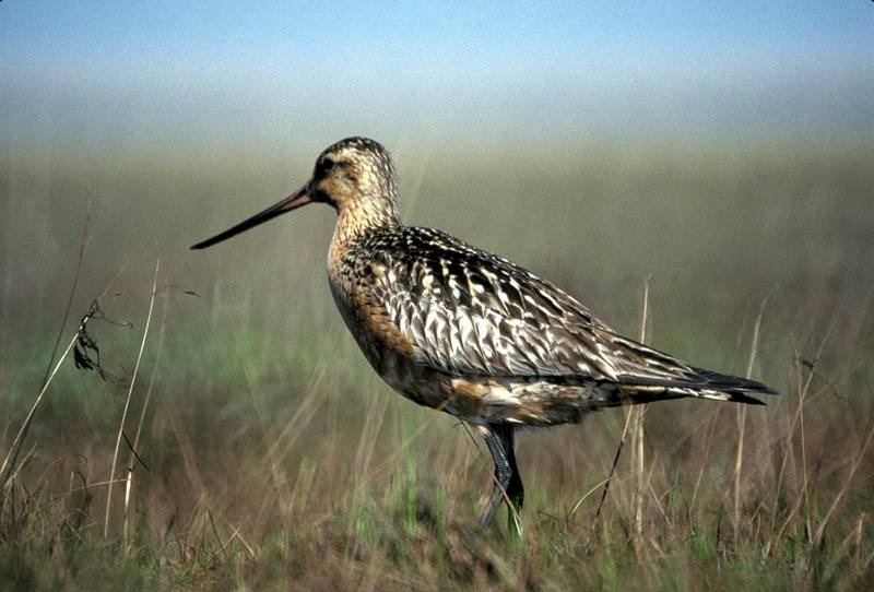 Bar-tailed Godwit (Limosa lapponica) {!--큰뒷부리도요-->; DISPLAY FULL IMAGE.