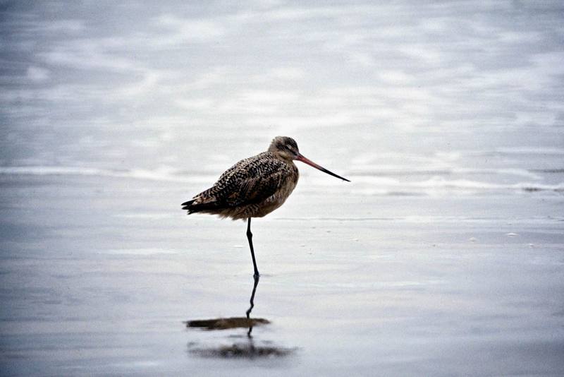 Marbled Godwit (Limosa fedoa) {!--미국알락도요-->; DISPLAY FULL IMAGE.