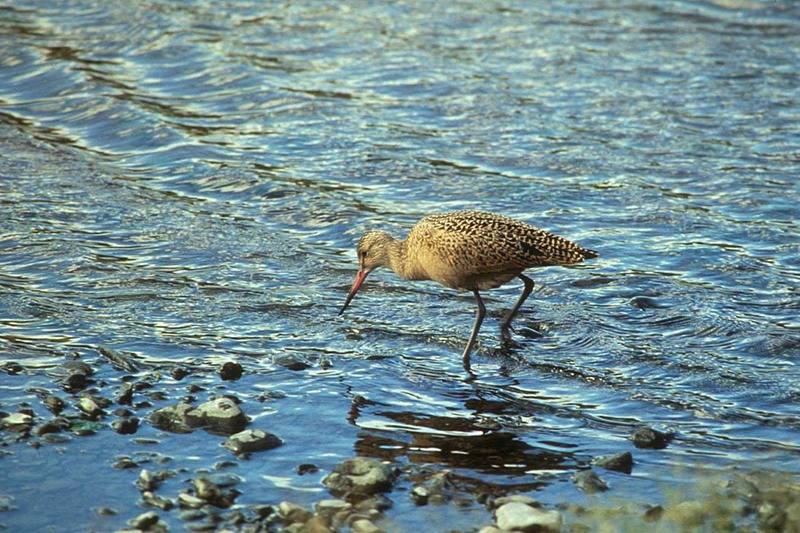 Marbled Godwit (Limosa fedoa) {!--미국알락도요-->; DISPLAY FULL IMAGE.