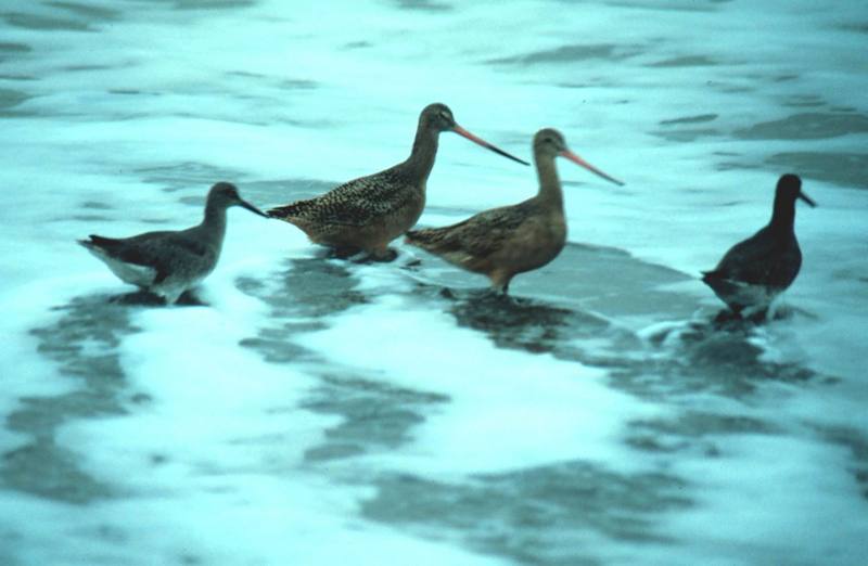 Marbled Godwit (Limosa fedoa) {!--미국알락도요-->; DISPLAY FULL IMAGE.