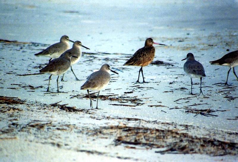 Sandpiper (Scolopacidae) {!--도요새-->; DISPLAY FULL IMAGE.