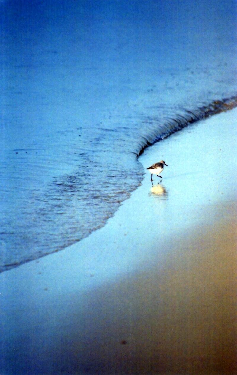 Sandpiper (Scolopacidae) {!--도요새-->; DISPLAY FULL IMAGE.