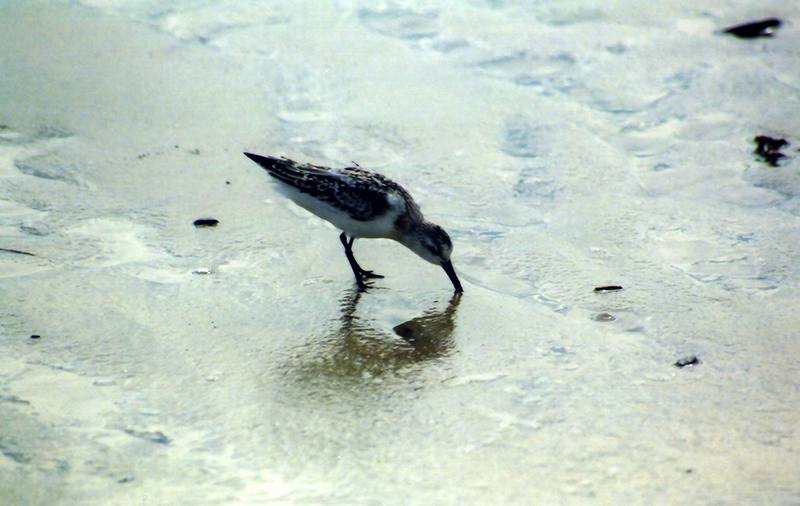 Sandpiper (Scolopacidae) {!--도요새-->; DISPLAY FULL IMAGE.