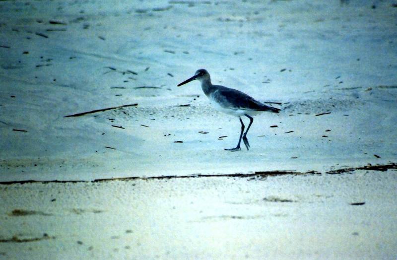 Sandpiper (Scolopacidae) {!--도요새-->; DISPLAY FULL IMAGE.