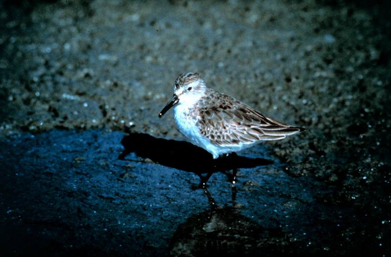 Western Sandpiper (Calidris mauri) {!--마우리도요-->; DISPLAY FULL IMAGE.