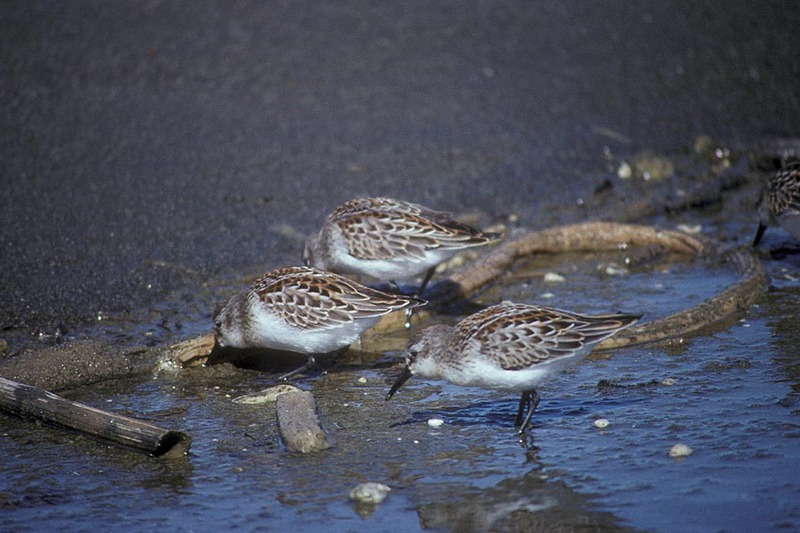 Western Sandpiper (Calidris mauri) {!--마우리도요-->; DISPLAY FULL IMAGE.