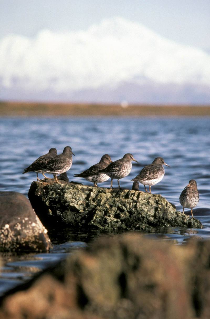 Rock Sandpiper (Calidris ptilocnemis) {!--바위도요-->; DISPLAY FULL IMAGE.