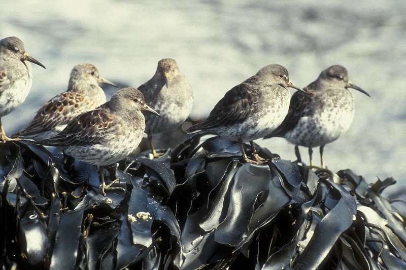 Rock Sandpiper (Calidris ptilocnemis) {!--바위도요-->; DISPLAY FULL IMAGE.