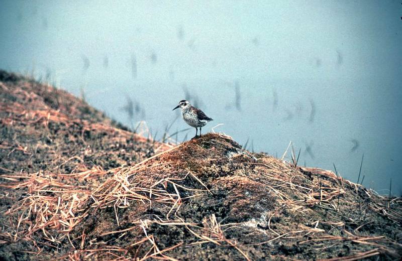 Rock Sandpiper (Calidris ptilocnemis) {!--바위도요-->; DISPLAY FULL IMAGE.