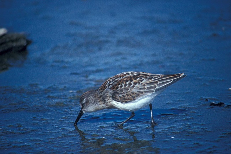 Western Sandpiper (Calidris mauri) {!--마우리도요-->; DISPLAY FULL IMAGE.