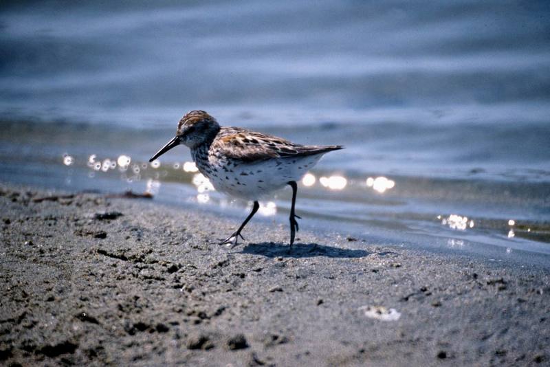 Western Sandpiper (Calidris mauri) {!--마우리도요-->; DISPLAY FULL IMAGE.