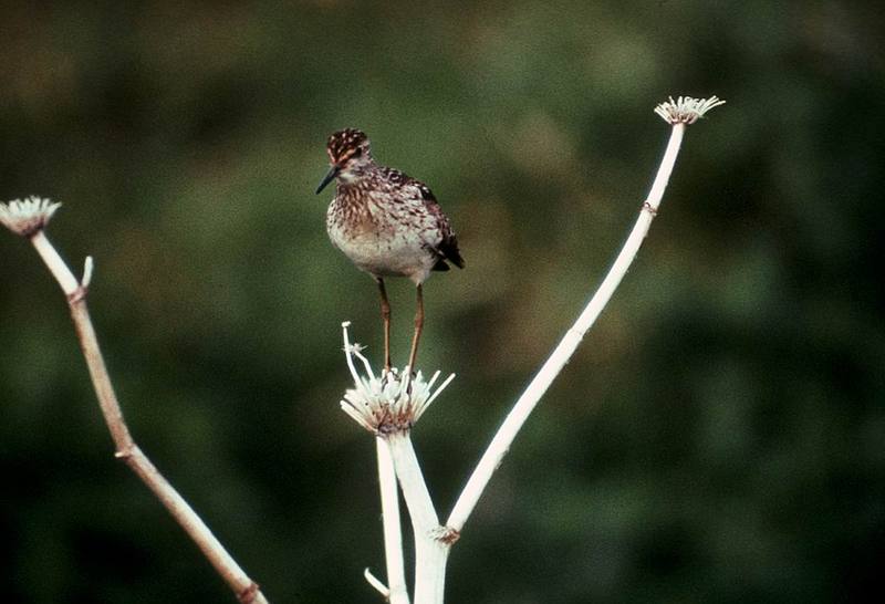 Wood Sandpiper (Tringa glareola) {!--알락도요-->; DISPLAY FULL IMAGE.