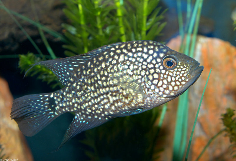 Texas Cichlid (Cichlasoma cyanoguttatum); DISPLAY FULL IMAGE.