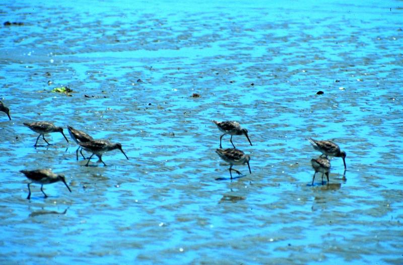 Dowitcher (Limnodromus sp.) {!--도요새-->; DISPLAY FULL IMAGE.