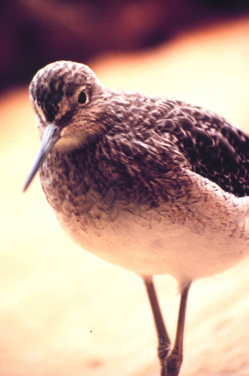 Short-billed Dowitcher (Limnodromus griseus) {!--짧은부리도요-->; DISPLAY FULL IMAGE.