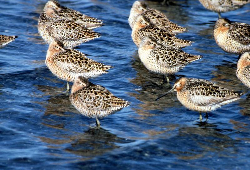 Short-billed Dowitcher (Limnodromus griseus) {!--짧은부리도요-->; DISPLAY FULL IMAGE.