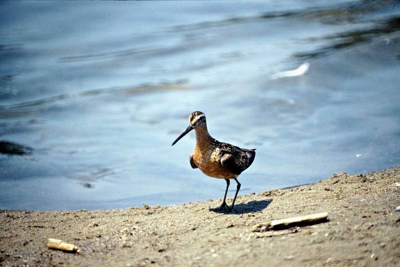 Long-billed Dowitcher (Limnodromus scolopaceus) {!--긴부리도요-->; DISPLAY FULL IMAGE.