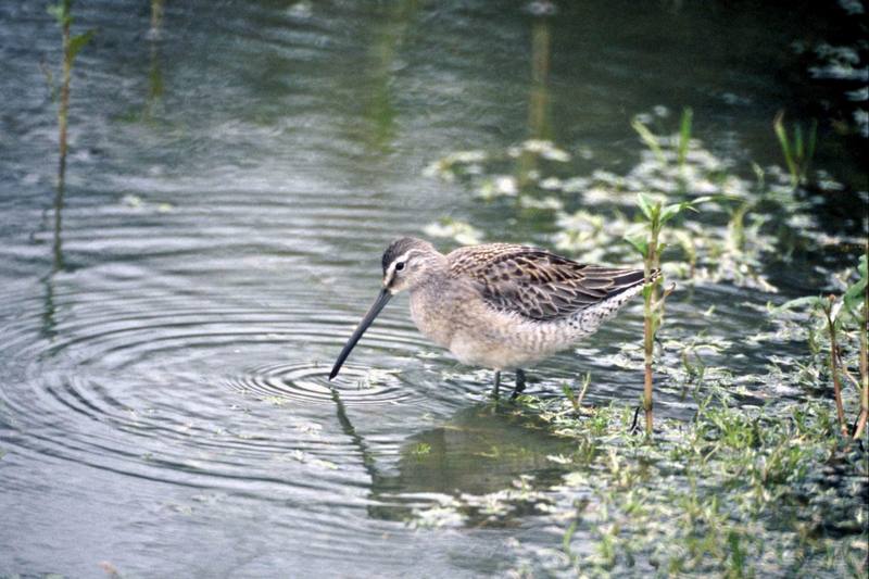Long-billed Dowitcher (Limnodromus scolopaceus) {!--긴부리도요-->; DISPLAY FULL IMAGE.