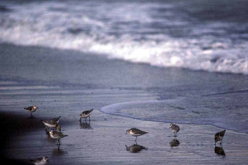 Sanderling (Calidris alba) {!--세가락도요-->; DISPLAY FULL IMAGE.