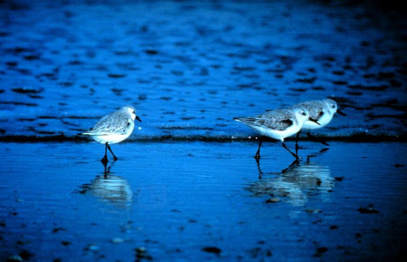 Sanderling (Calidris alba) {!--세가락도요-->; DISPLAY FULL IMAGE.