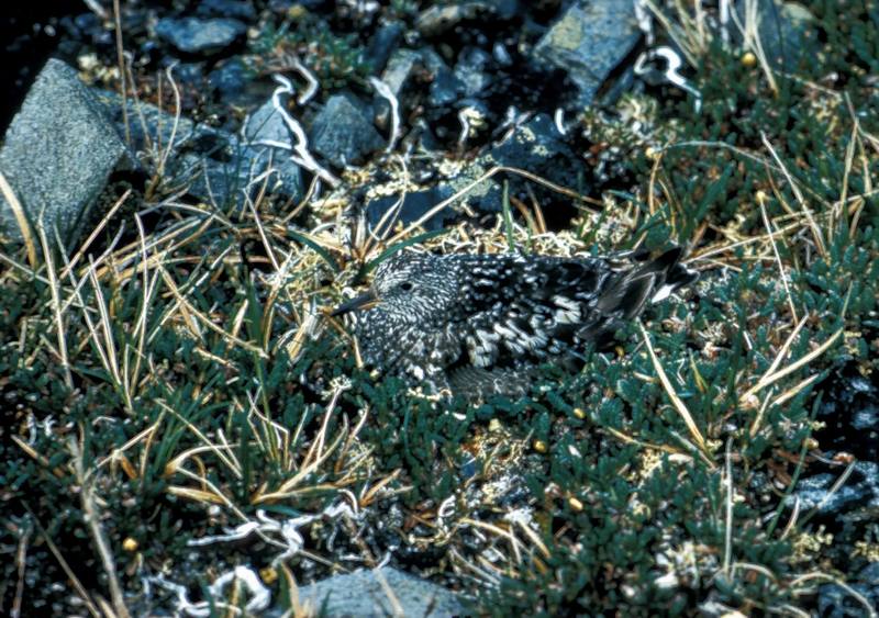 Surfbird camouflaged (Aphriza virgata) {!--바다거품도요-->; DISPLAY FULL IMAGE.