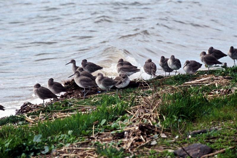 Willet flock (Catoptrophorus semipalmatus) {!--아메리카큰도요-->; DISPLAY FULL IMAGE.