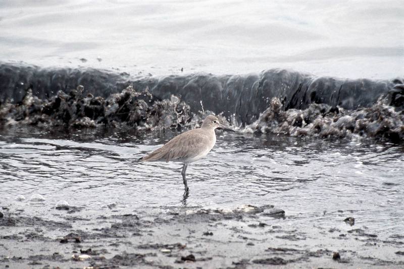 Willet (Catoptrophorus semipalmatus) {!--아메리카큰도요-->; DISPLAY FULL IMAGE.