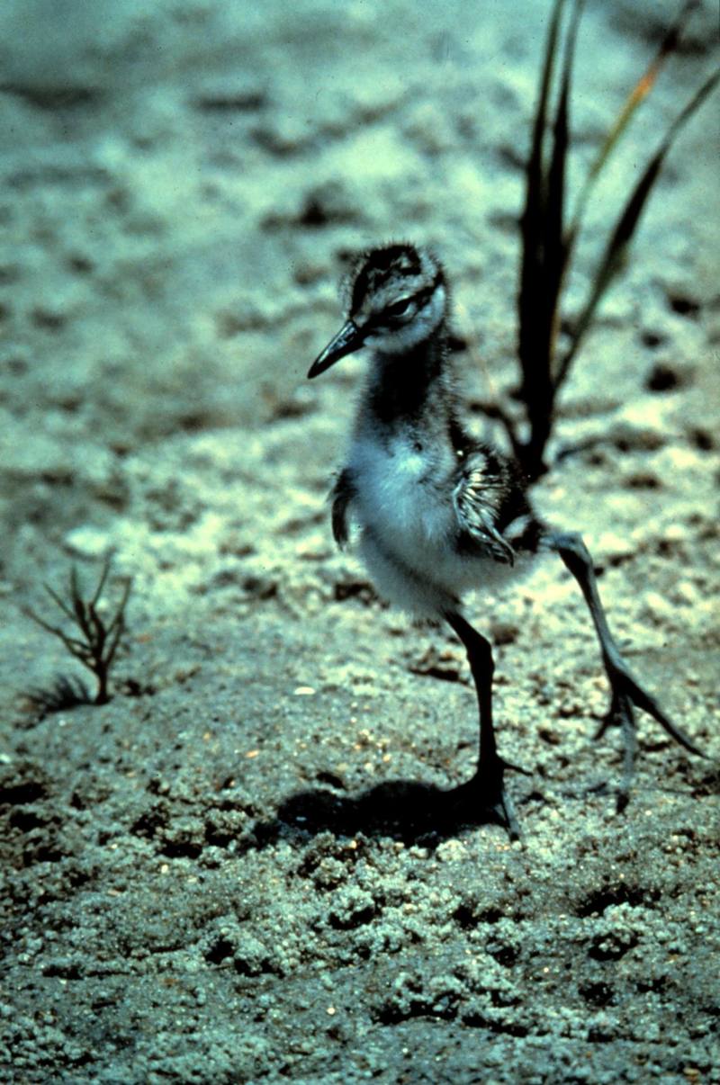 Willet chick (Catoptrophorus semipalmatus) {!--아메리카큰도요-->; DISPLAY FULL IMAGE.