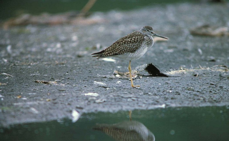 Greater Yellowlegs (Tringa melanoleuca) {!--큰노랑발도요-->; DISPLAY FULL IMAGE.