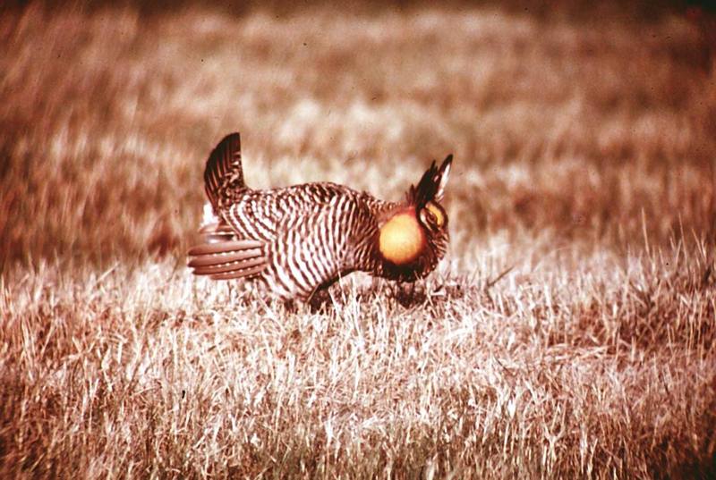 Greater Prairie-Chicken (Tympanuchus cupido) {!--큰초원뇌조-->; DISPLAY FULL IMAGE.