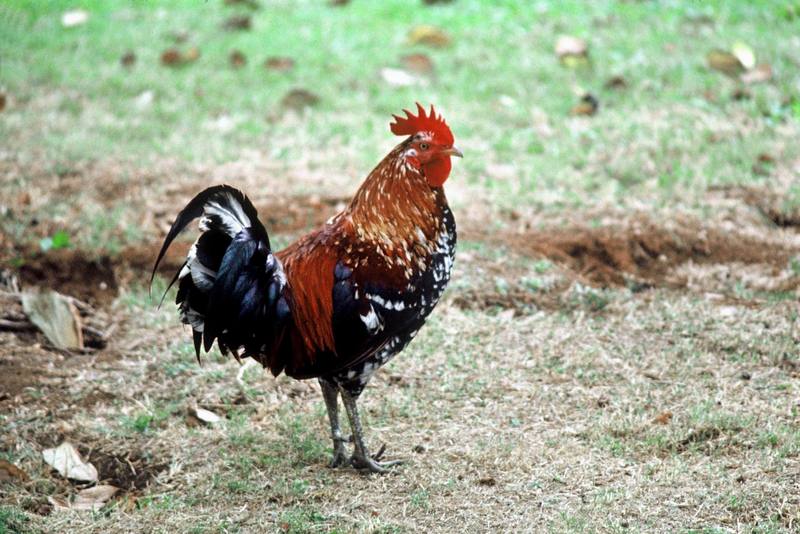 Red Jungle Fowl {!--Red Junglefowl--> (Gallus gallus) {!--야생닭/수탉-->; DISPLAY FULL IMAGE.