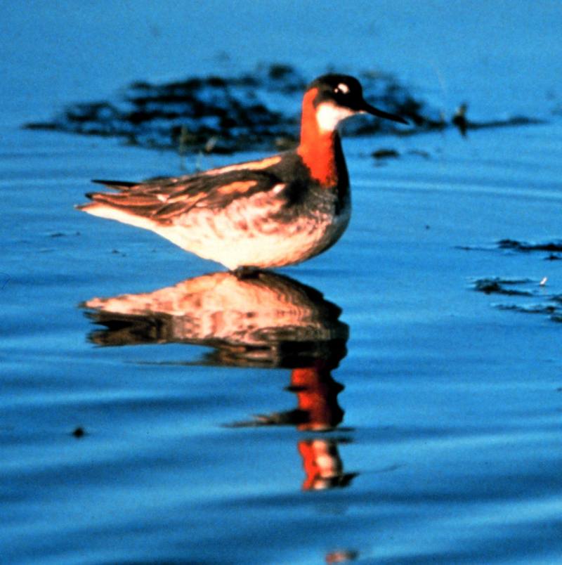 Red-necked Phalarope (Phalaropus lobatus) {!--지느러미발도요-->; DISPLAY FULL IMAGE.