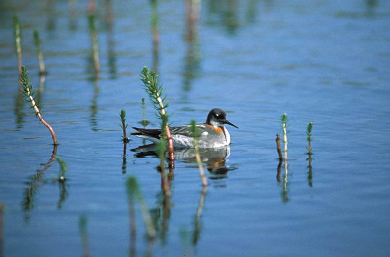 Red-necked Phalarope (Phalaropus lobatus) {!--지느러미발도요-->; DISPLAY FULL IMAGE.