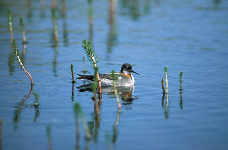 Red-necked Phalarope (Phalaropus lobatus) {!--지느러미발도요-->; DISPLAY FULL IMAGE.