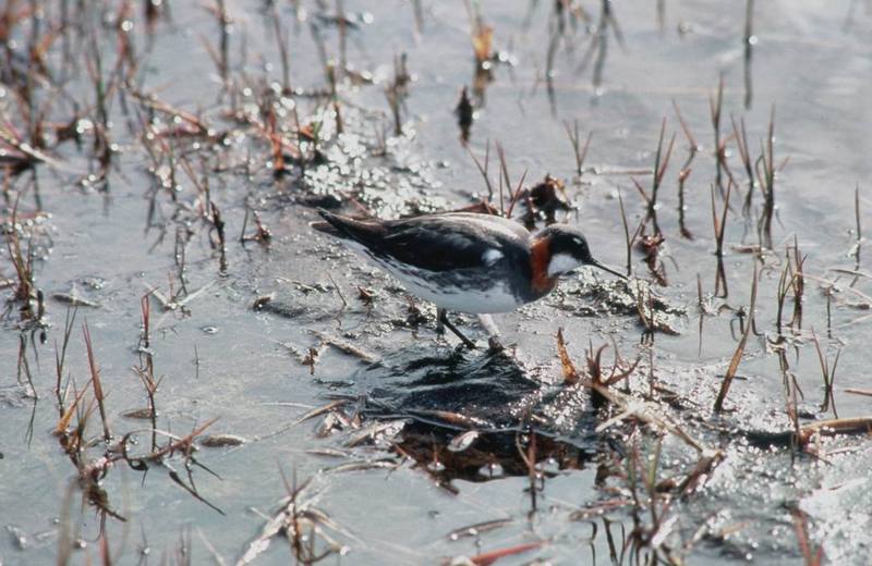 Red-necked Phalarope (Phalaropus lobatus) {!--지느러미발도요-->; DISPLAY FULL IMAGE.