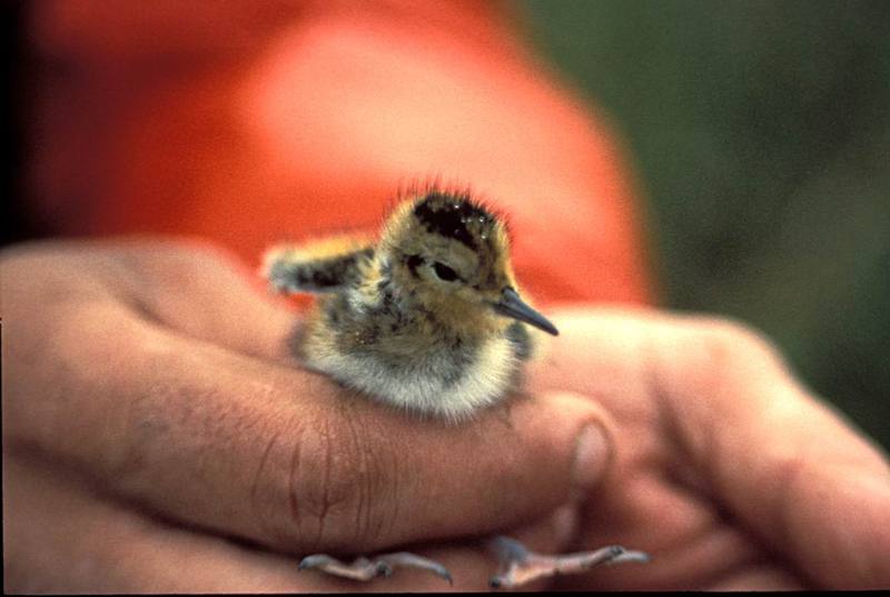 Red-necked Phalarope chick (Phalaropus lobatus) {!--지느러미발도요 새끼-->; DISPLAY FULL IMAGE.