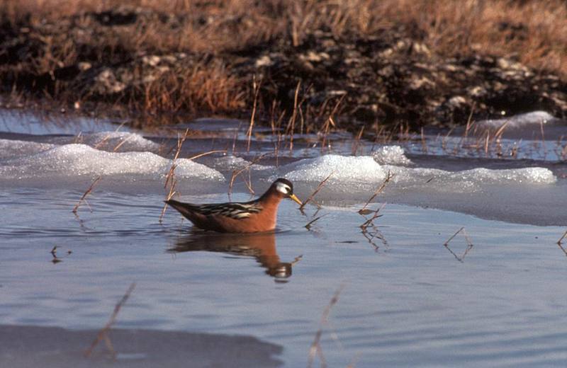 Red Phalarope (Phalaropus fulicaria) {!--붉은배지느러미발도요-->; DISPLAY FULL IMAGE.