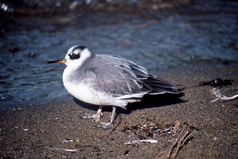 Red Phalarope (Phalaropus fulicaria) {!--붉은배지느러미발도요-->; DISPLAY FULL IMAGE.