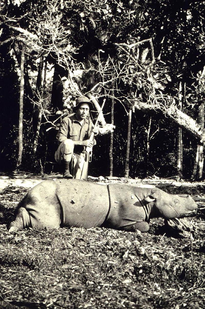 Javan Rhinoceros hunted (Rhinoceros sondaicus) {!--자바코뿔소-->; DISPLAY FULL IMAGE.