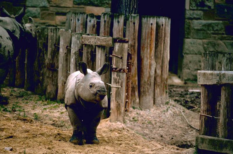 Indian Rhinoceros (Rhinoceros unicornis) {!--인도코뿔소-->; DISPLAY FULL IMAGE.