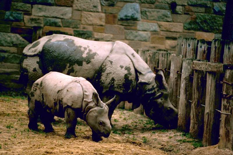 Indian Rhinoceros (Rhinoceros unicornis) {!--인도코뿔소-->; DISPLAY FULL IMAGE.