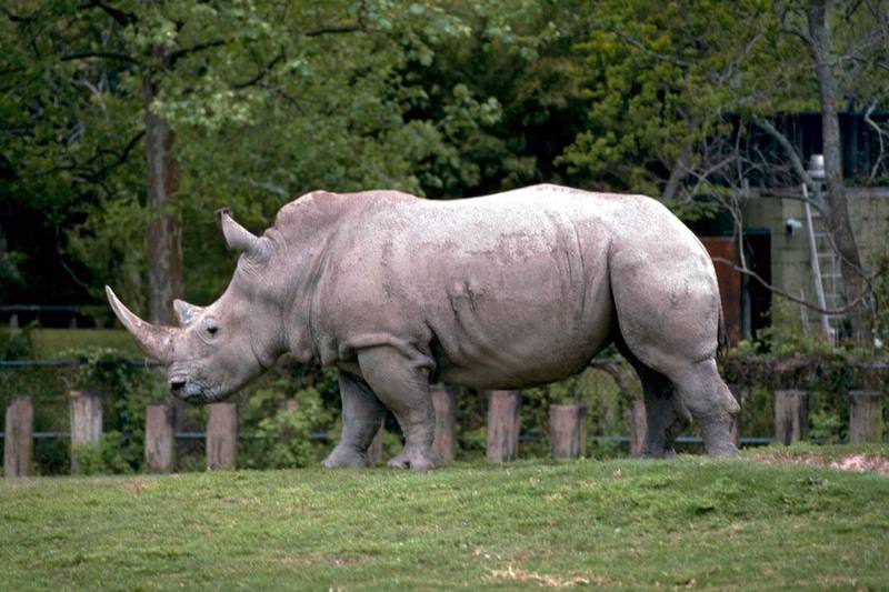 White Rhinoceros (Ceratotherium simum) {!--흰코뿔소-->; DISPLAY FULL IMAGE.