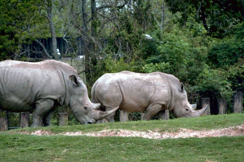 White Rhinoceros (Ceratotherium simum) {!--흰코뿔소-->; DISPLAY FULL IMAGE.